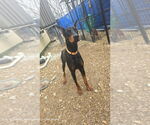 Small #8 Doberman Pinscher