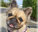 Small French Bulldog