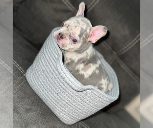 French Bulldog Puppy for sale in AVENEL, NJ, USA