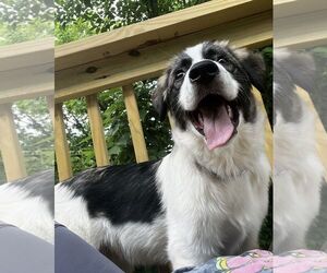 Australian Shepherd-Great Pyrenees Mix Dogs for adoption in Chatham, VA, USA