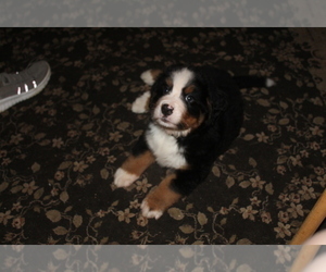 Bernese Mountain Dog Puppy for sale in KIRKVILLE, NY, USA