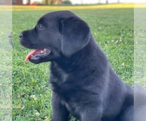 Medium Photo #2 Labrador Retriever Puppy For Sale in GAP, PA, USA