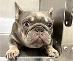 Small French Bulldog