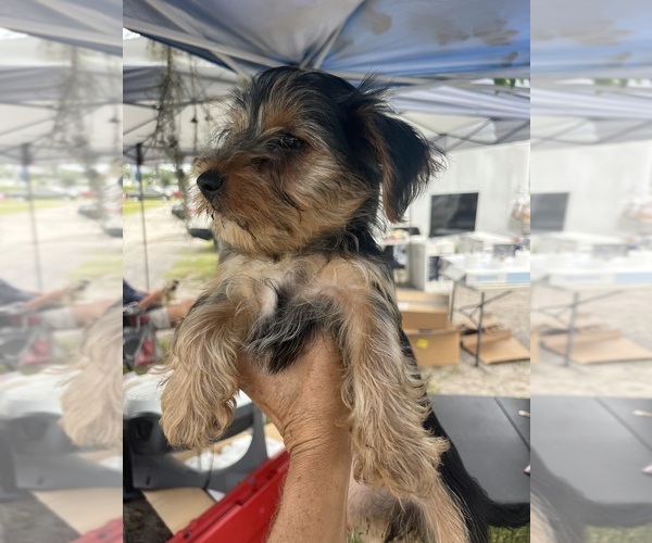 Medium Photo #1 Morkie Puppy For Sale in WHITE OAK, GA, USA