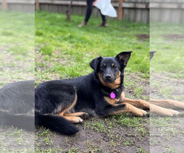 Medium Photo #6 Mutt Puppy For Sale in Bellevue, WA, USA