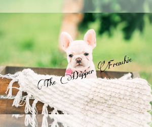 French Bulldog Puppy for sale in CAPE CORAL, FL, USA