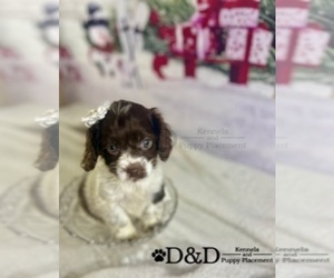 Cockapoo Puppy for sale in RIPLEY, MS, USA