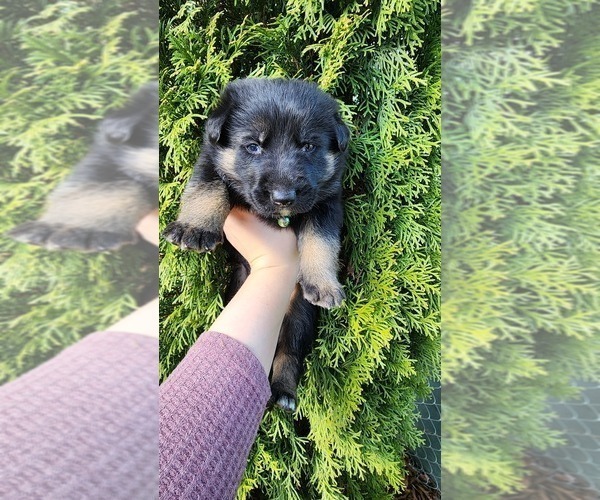 Medium Photo #3 German Shepherd Dog Puppy For Sale in LAKE TAPPS, WA, USA