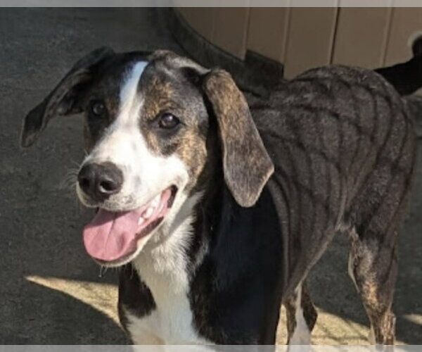 Medium Photo #1 Mutt Puppy For Sale in Pottstown, PA, USA