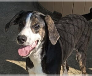 Mallory (in foster) - Female Mutt Dog for Adoption