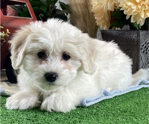 Medium Photo #5 Biton Puppy For Sale in CANOGA, NY, USA