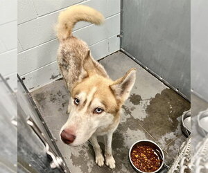 Siberian Husky Dogs for adoption in Tavares, FL, USA
