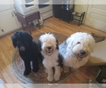Small Photo #1 Sheepadoodle Puppy For Sale in WARSAW, VA, USA