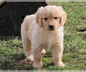 Golden Retriever Puppy for sale in FREDERICKSBURG, OH, USA