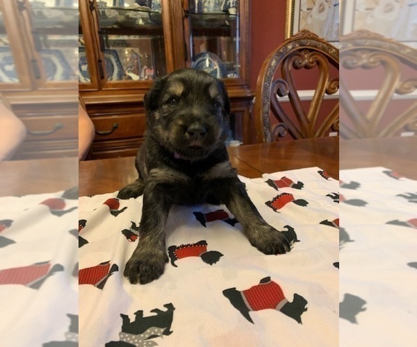 Medium Photo #2 Schnauzer (Giant) Puppy For Sale in SAINT CLOUD, FL, USA