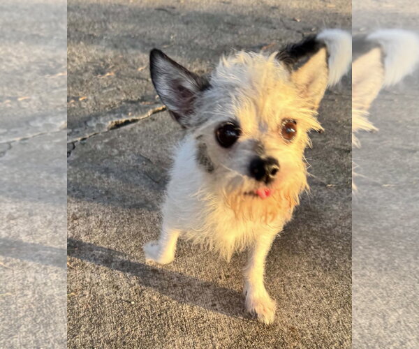 Medium Photo #3 Chihuahua-Unknown Mix Puppy For Sale in Oakhurst, NJ, USA