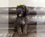 Small #3 Saint Berdoodle