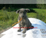 Small #2 German Shepherd Dog