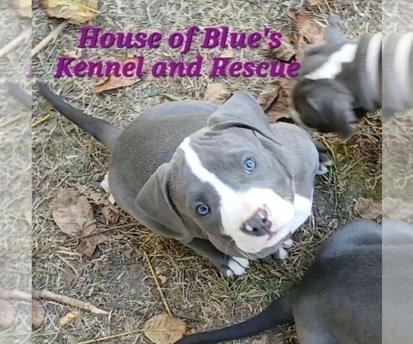 Medium Photo #17 American Pit Bull Terrier Puppy For Sale in DELAWARE, OH, USA