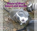 Small #16 American Pit Bull Terrier