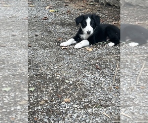Border Collie Puppy for sale in HAMILTON, OH, USA