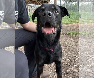 Rottweiler Dogs for adoption in Hillsboro, NH, USA