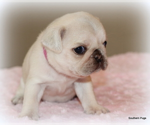 Pug Puppy for Sale in WINNSBORO, Texas USA