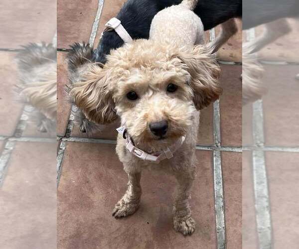 Medium Photo #6 Poodle (Miniature)-Unknown Mix Puppy For Sale in New York, NY, USA