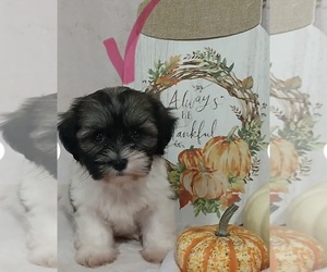 Zuchon Puppy for sale in HILLSIDE, IL, USA