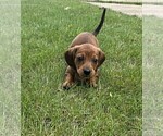 Puppy Rusty Dachshund