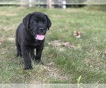 Small #2 Cane Corso