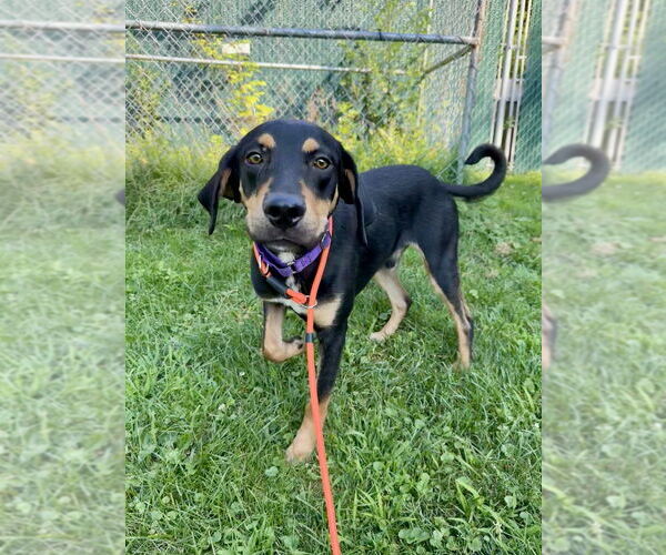 Medium Photo #5 Mutt Puppy For Sale in Brewster, NY, USA