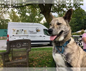 Skywalker - Male Mutt Dog for Adoption - Photo #4