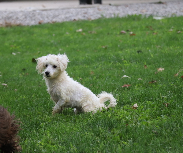 Medium Photo #1 Maltipoo Puppy For Sale in SHILOH, OH, USA