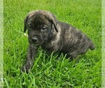 Small #2 Cane Corso