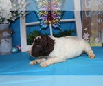 Small Photo #7 Poodle (Standard) Puppy For Sale in CHANUTE, KS, USA
