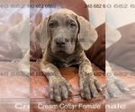 Small Photo #12 Cane Corso Puppy For Sale in LA PLATA, MD, USA