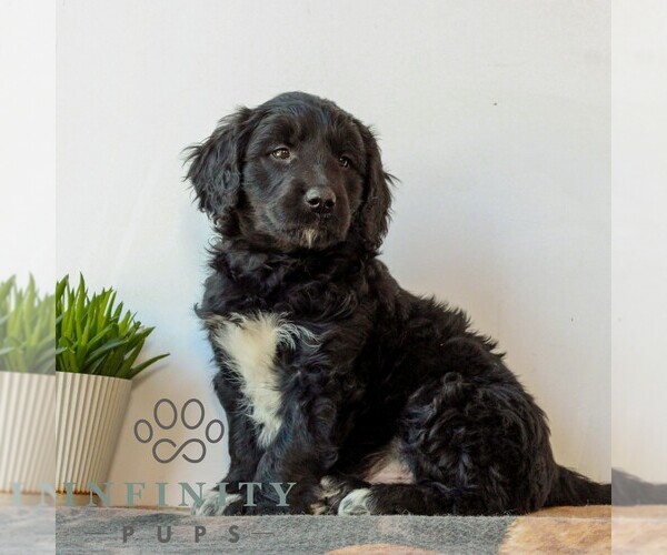 Medium Photo #4 Goldendoodle (Miniature) Puppy For Sale in LITITZ, PA, USA