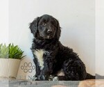 Small #3 Goldendoodle (Miniature)