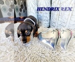 Small Photo #27 Dachshund Puppy For Sale in THORNTON, CO, USA