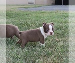 Small #4 Boston Terrier