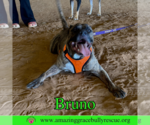 Small #7 Staffordshire Bull Terrier Mix