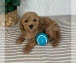 Small Photo #5 Cavapoo Puppy For Sale in GREENFIELD, IN, USA