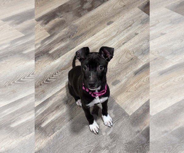 Medium Photo #4 Retriever -Unknown Mix Puppy For Sale in Woodbury, NY, USA