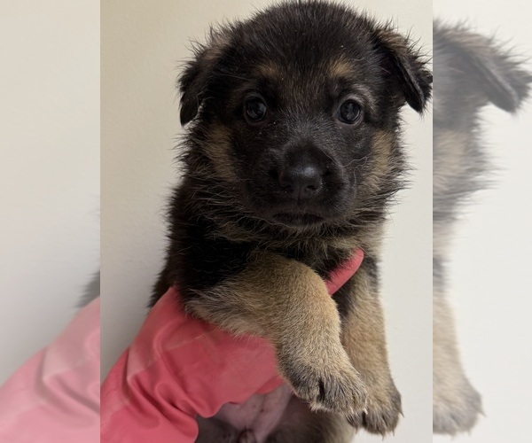 Medium Photo #13 German Shepherd Dog Puppy For Sale in COLUMBUS, GA, USA
