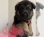 Small Photo #13 German Shepherd Dog Puppy For Sale in COLUMBUS, GA, USA