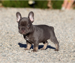 Felix - Male French Bulldog Puppy for Sale - Photo #5