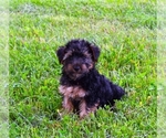 Small Photo #2 Yorkshire Terrier Puppy For Sale in BARNESVILLE, KS, USA