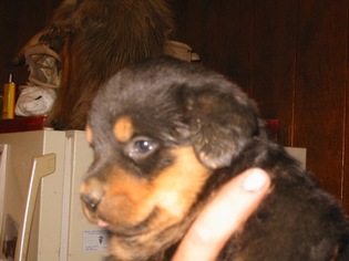 Rottweiler Puppy for sale in SCOTTSDALE, AZ, USA