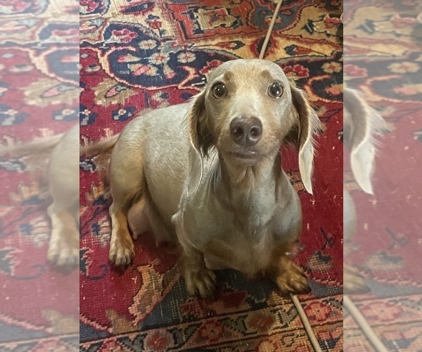 Medium Photo #2 Dachshund Puppy For Sale in WEST ORANGE, TX, USA